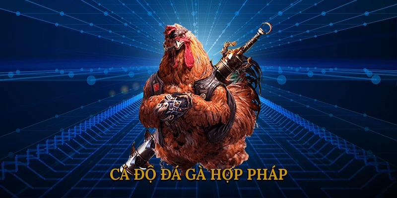 Cá độ đá gà hợp pháp